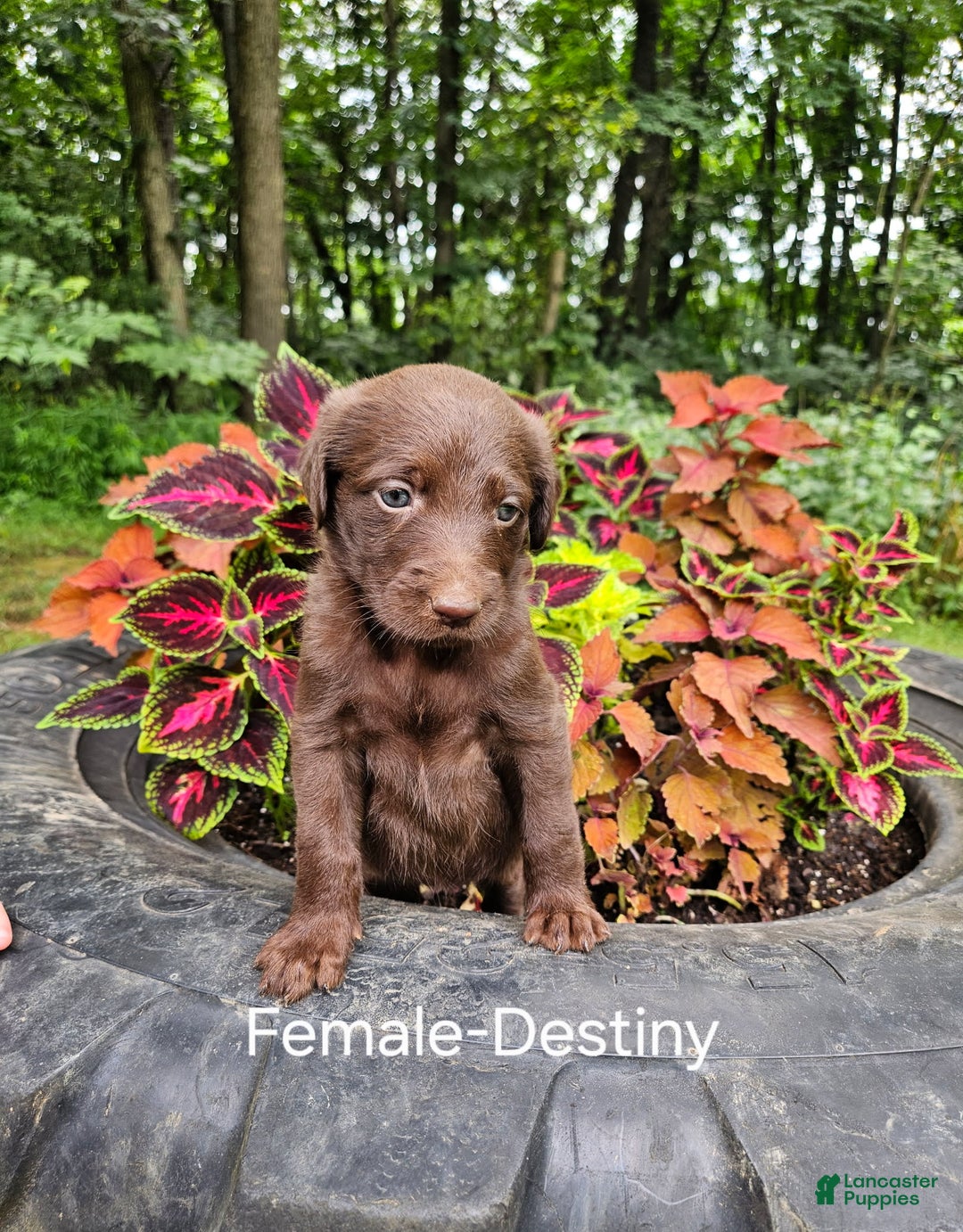 Labradoodle dogs for sale: Gracie - Image 11