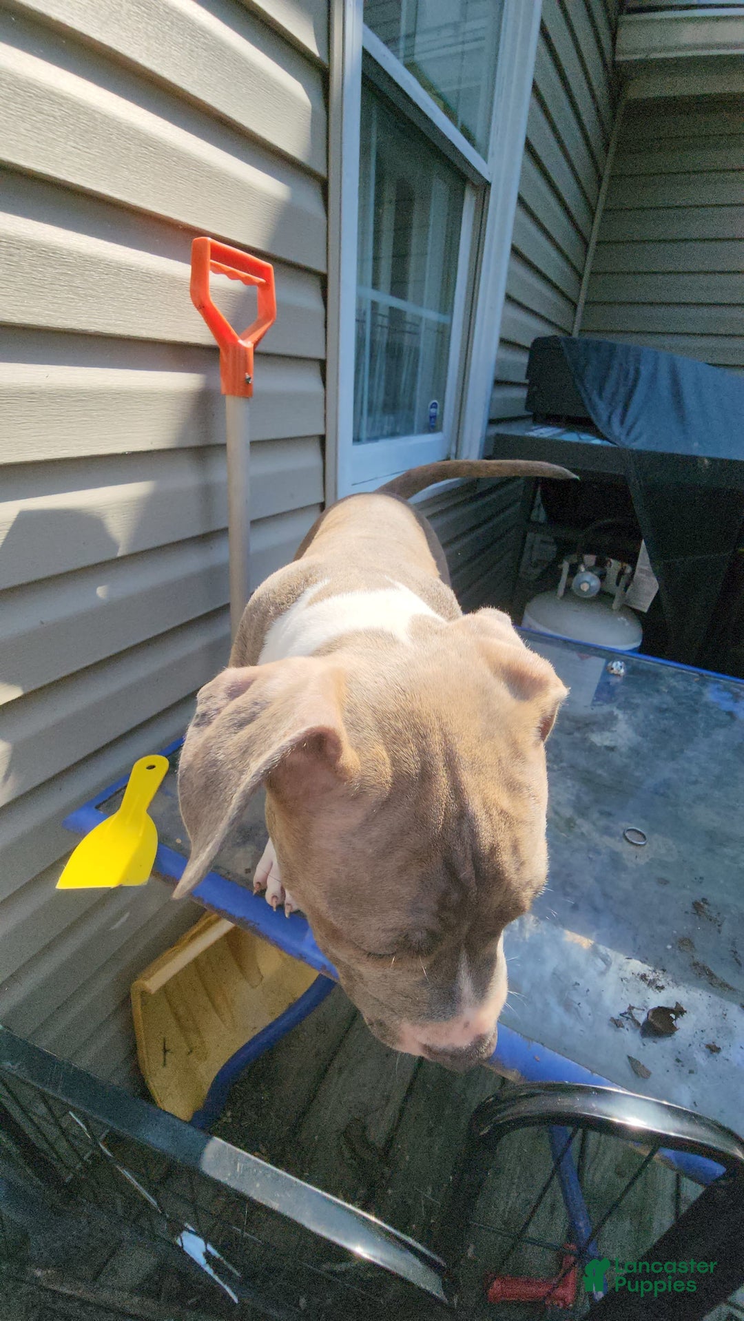American Bully dogs for sale: Athena - Image 4
