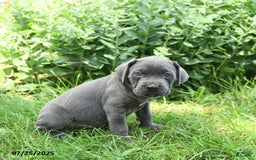 Cane Corso dogs for sale: Cane Corso 8 puppies - Image 13