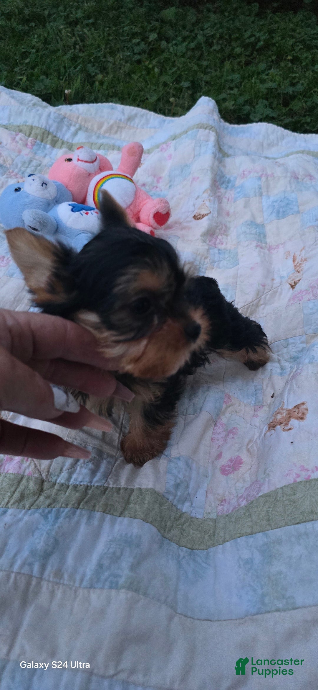 Yorkshire Terrier dogs for sale: Tt - Image 11