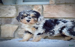 Mini Goldendoodle dogs for sale: Ms. Macy - Image 4