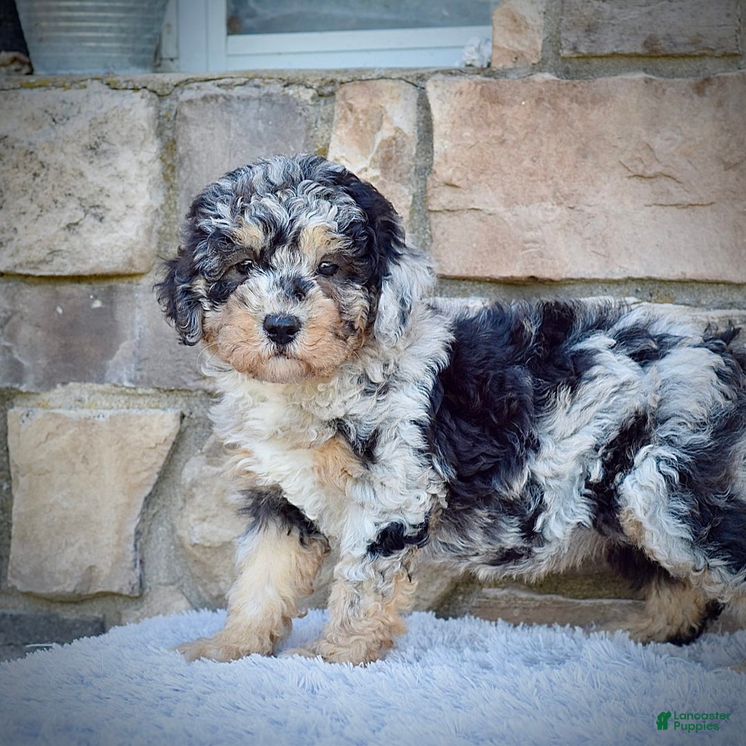 Mini Goldendoodle dogs for sale: Ms. Macy - Image 4