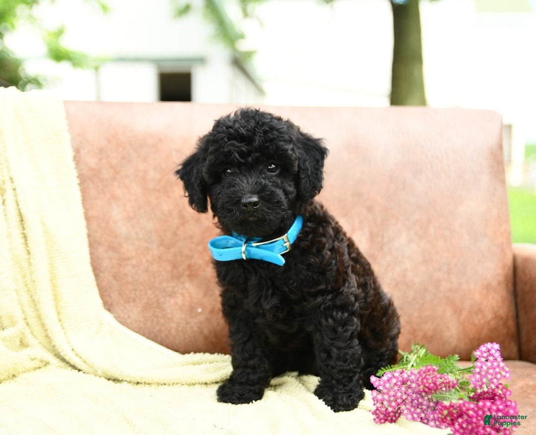 Cavapoo dogs for sale: Charcoal - Image 5