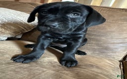 Cane Corso dogs for sale: Hei Hei - Image 1