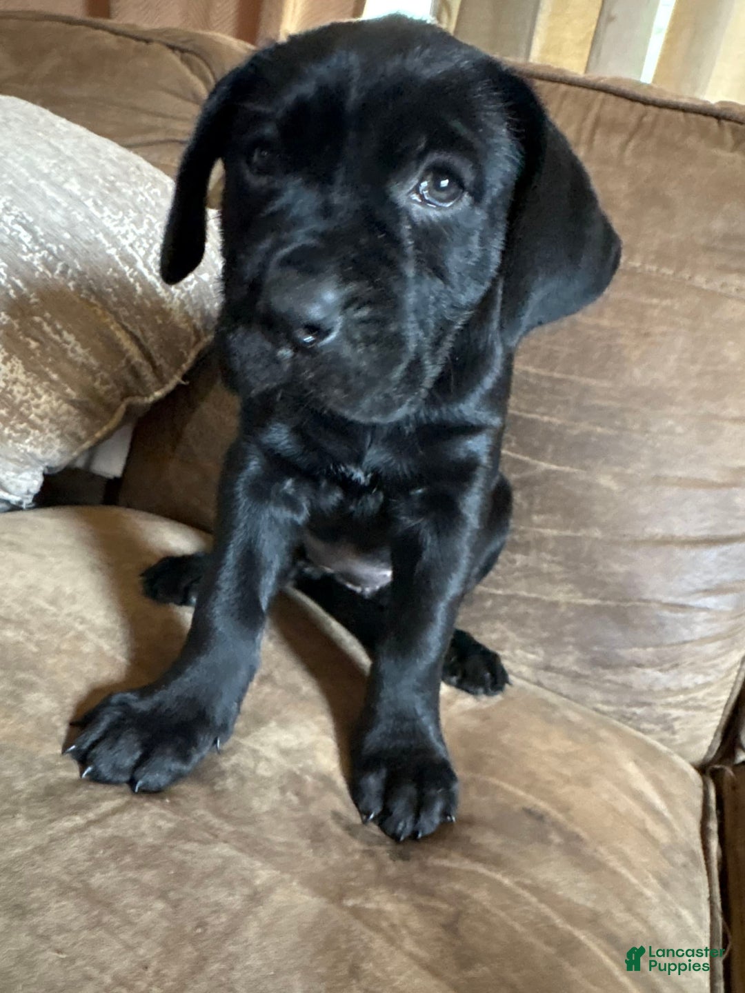 Cane Corso dogs for sale: Hei Hei - Image 1