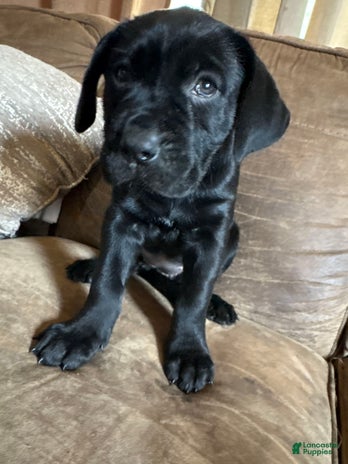 Cane Corso dogs for sale - Ad 1