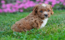 Cavapoo dogs for sale: Cocoa - Image 3