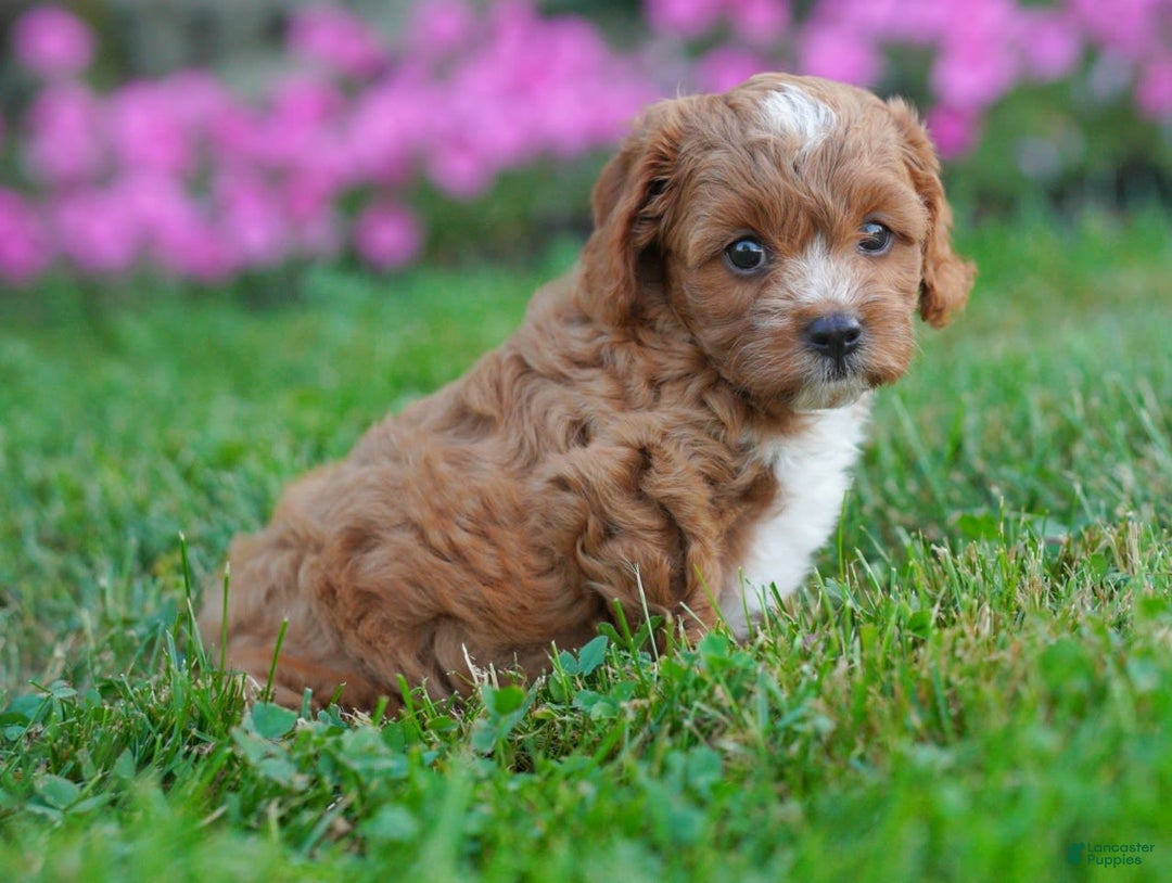 Cavapoo dogs for sale: Cocoa - Image 3