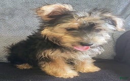 Yorkiepoo dogs for sale: Larry - Image 9