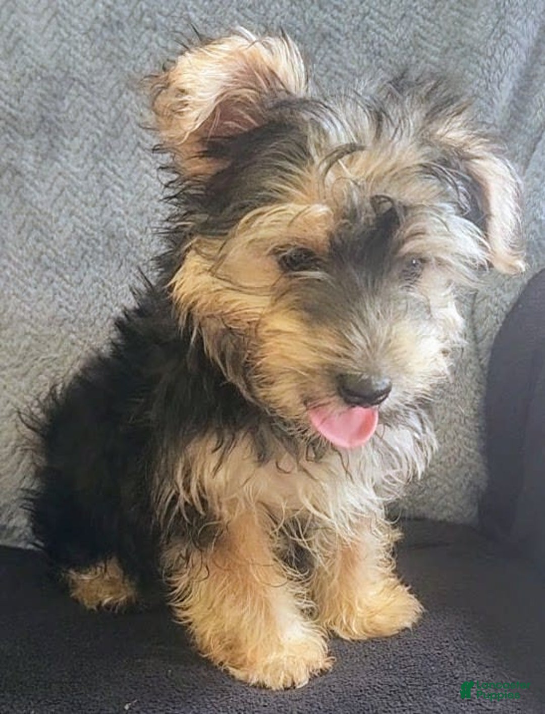 Yorkiepoo dogs for sale: Larry - Image 9