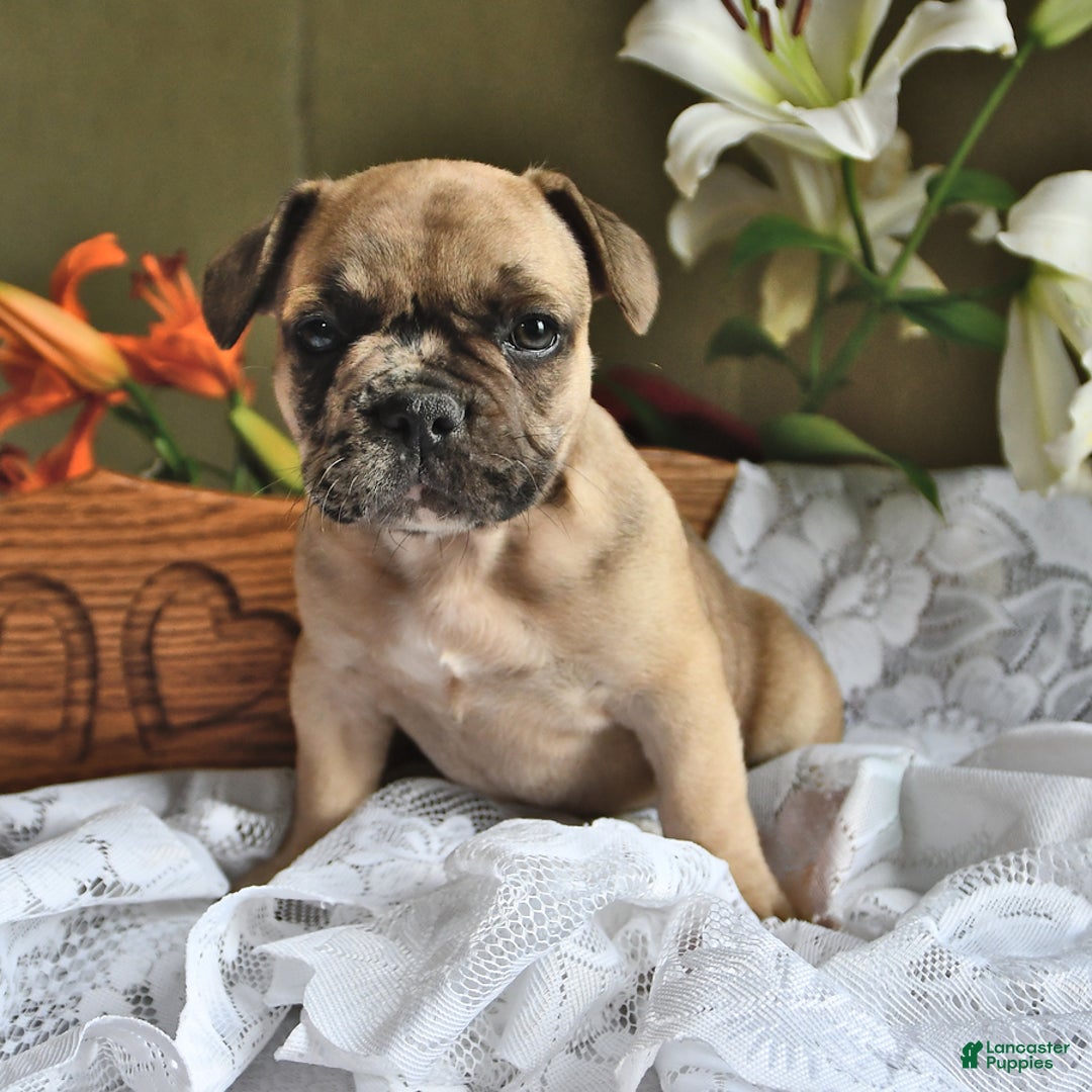 French Bulldog dogs for sale: Ralph - Image 5