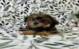 Shorkie dogs for sale: Sugar - Image 2