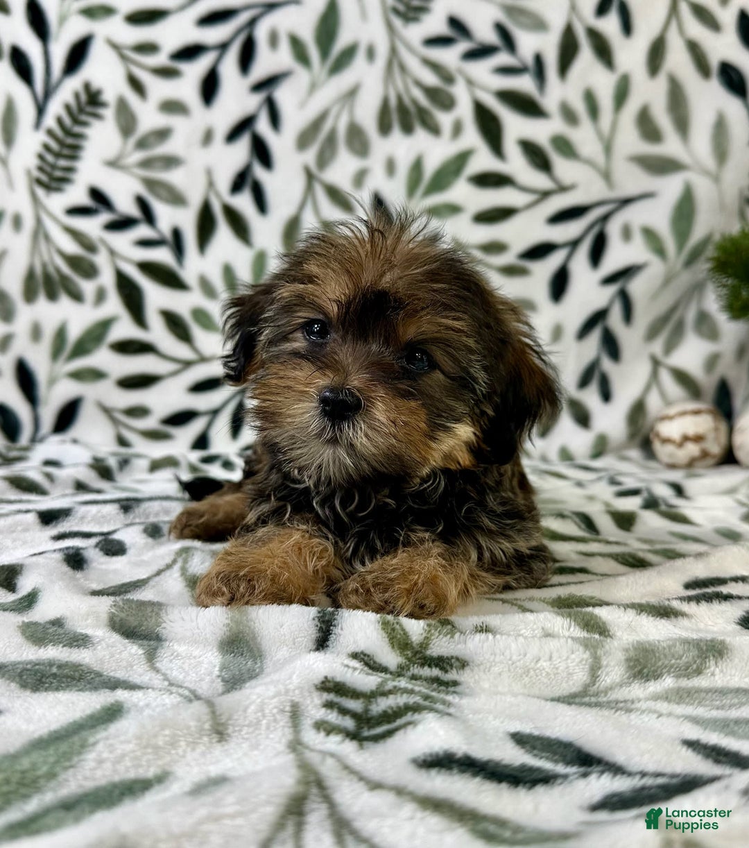 Shorkie dogs for sale: Sugar - Image 2