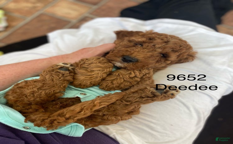 Mini Goldendoodle dogs for sale - Ad 5