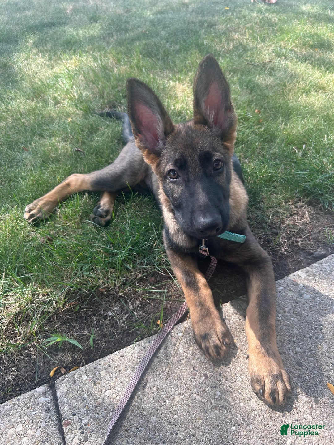 German Shepherd dogs for sale: Mochi - Image 2