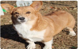 American Corgi dogs for sale: Dacie - Image 5