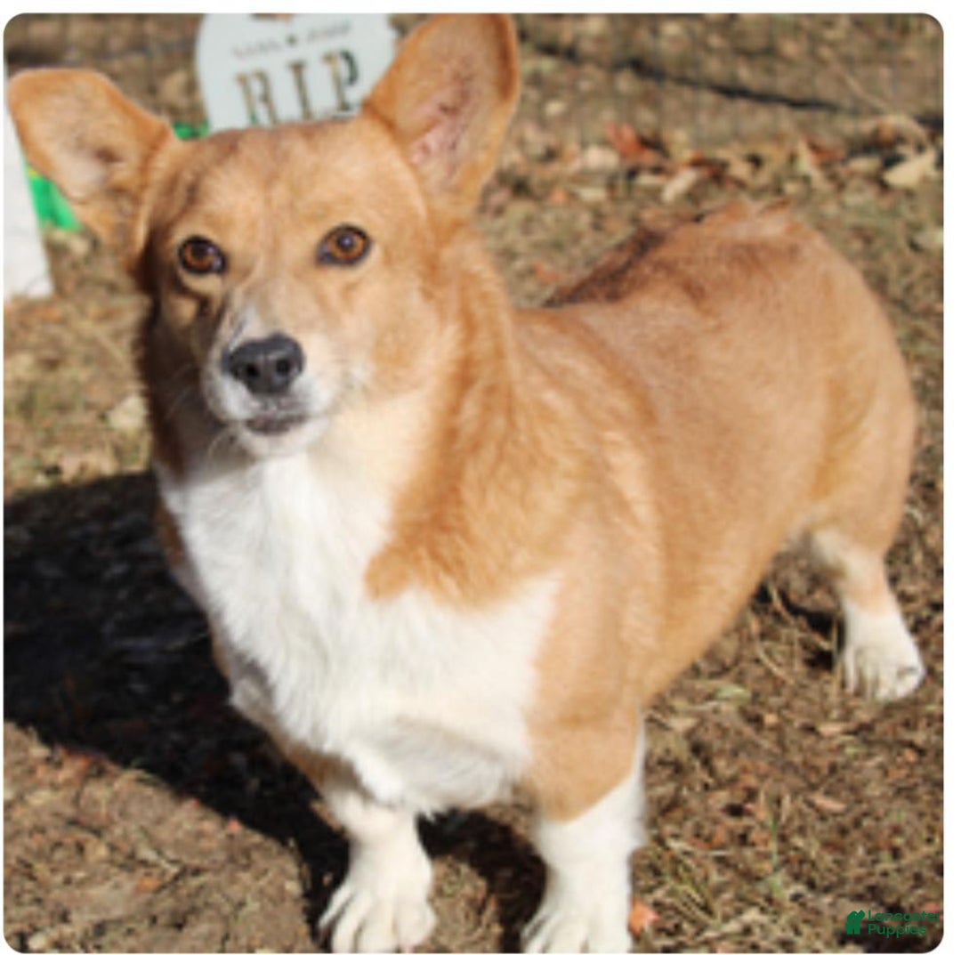 American Corgi dogs for sale: Dacie - Image 5