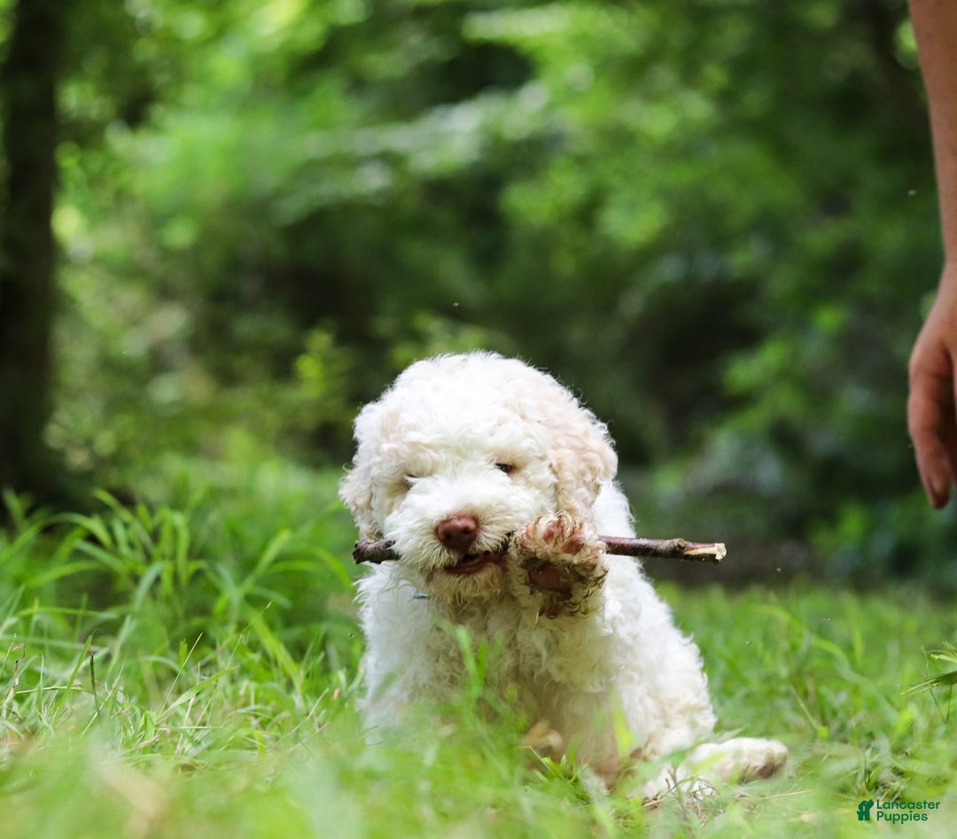 Lagotto Romagnolo dogs for sale: Fabio - Image 3