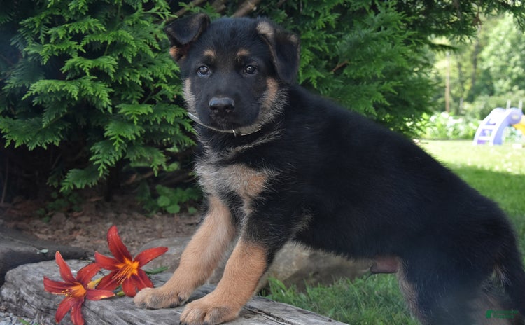 German Shepherd dogs - Advert 14
