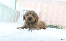  dogs for sale: Mini Goldendoodle 4 puppies - Image 10