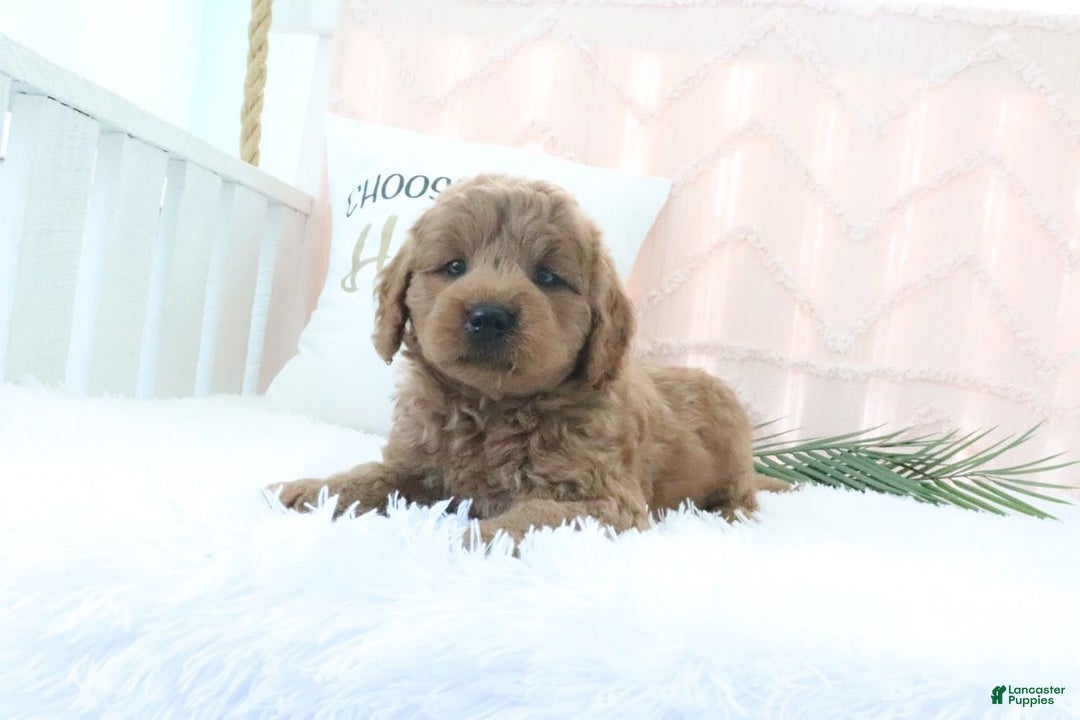  dogs for sale: Mini Goldendoodle 4 puppies - Image 10