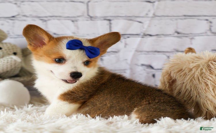 Welsh Corgi Pembroke dogs for sale - Ad 5
