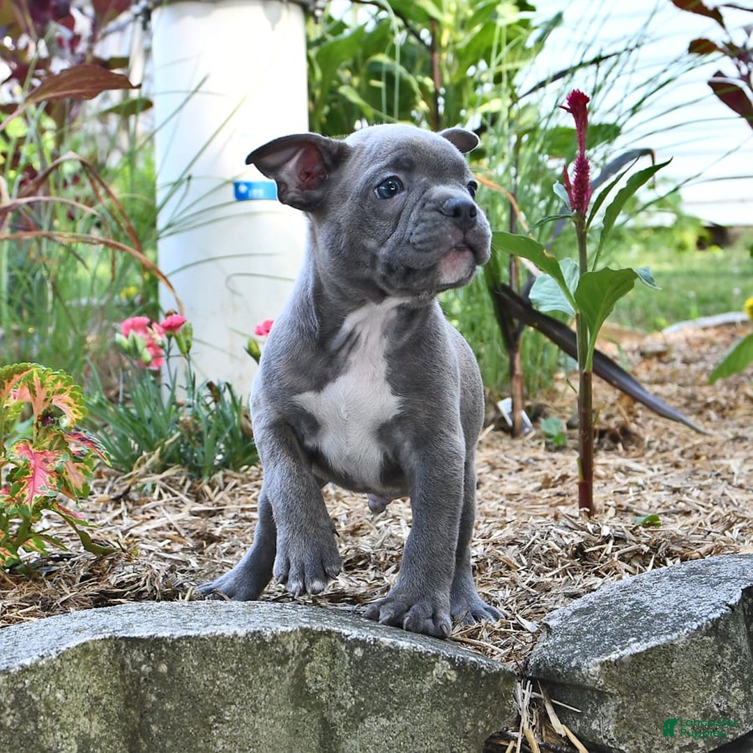 Frenchton dogs for sale: Gus - Image 4