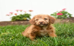 Jack Russell Terrier dogs for sale: Kasper - Image 2