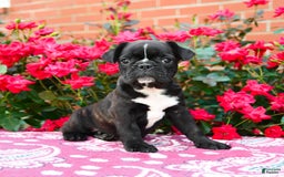 Frenchton dogs for sale: Flint - Image 1
