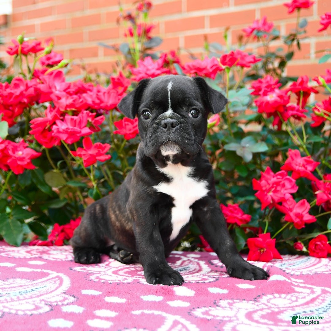 Frenchton dogs for sale: Flint - Image 1