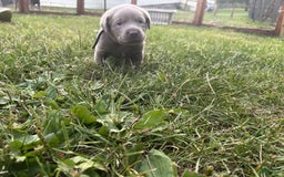 Labrador Retriever dogs for sale: Mouse - Image 1