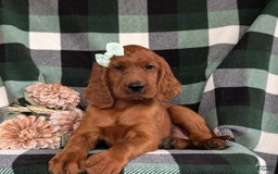Irish Setter dogs for sale: Ivy - Image 5