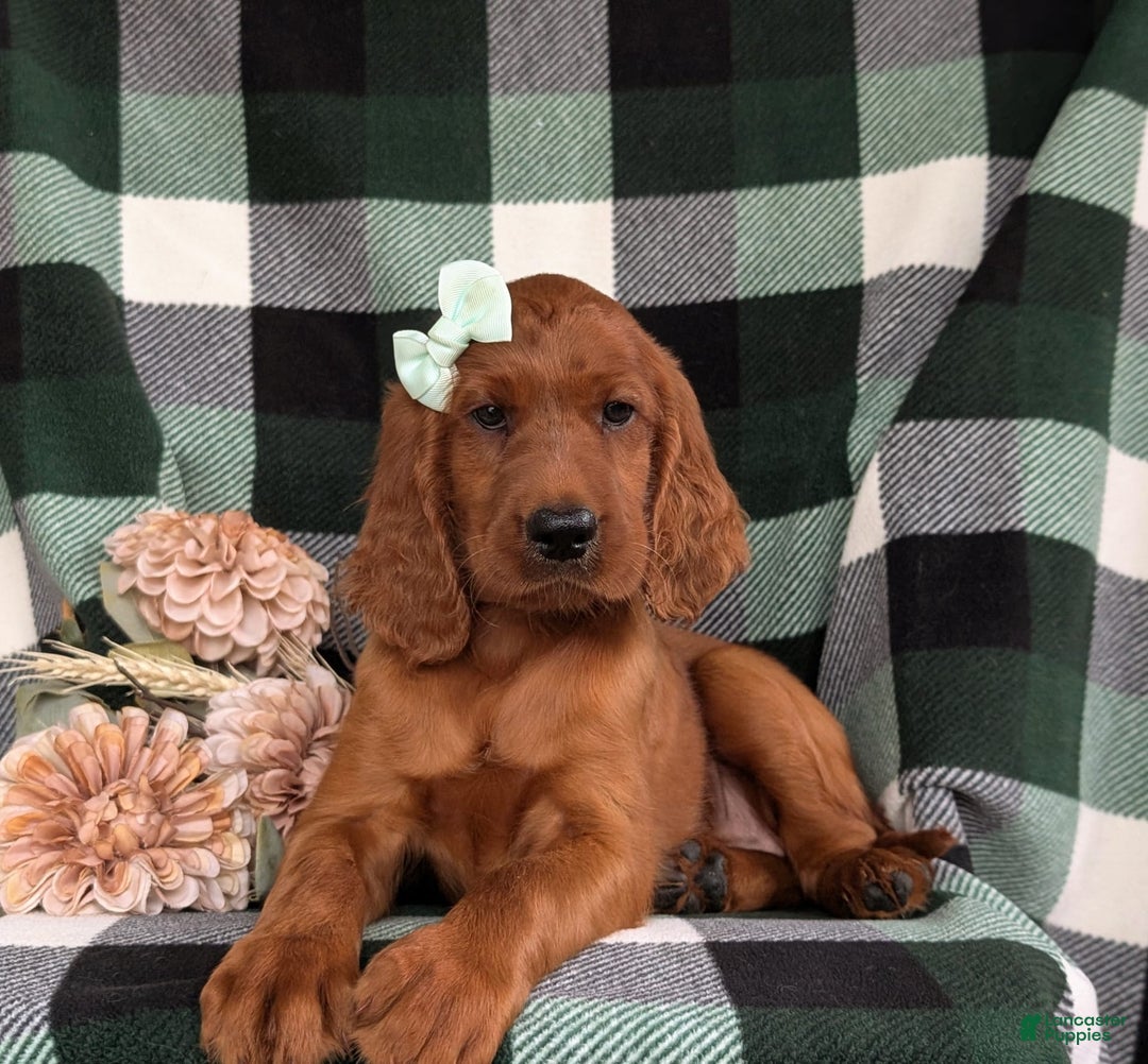 Irish Setter dogs for sale: Ivy - Image 5