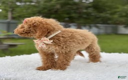 Mini Goldendoodle dogs for sale: Alani - Image 5