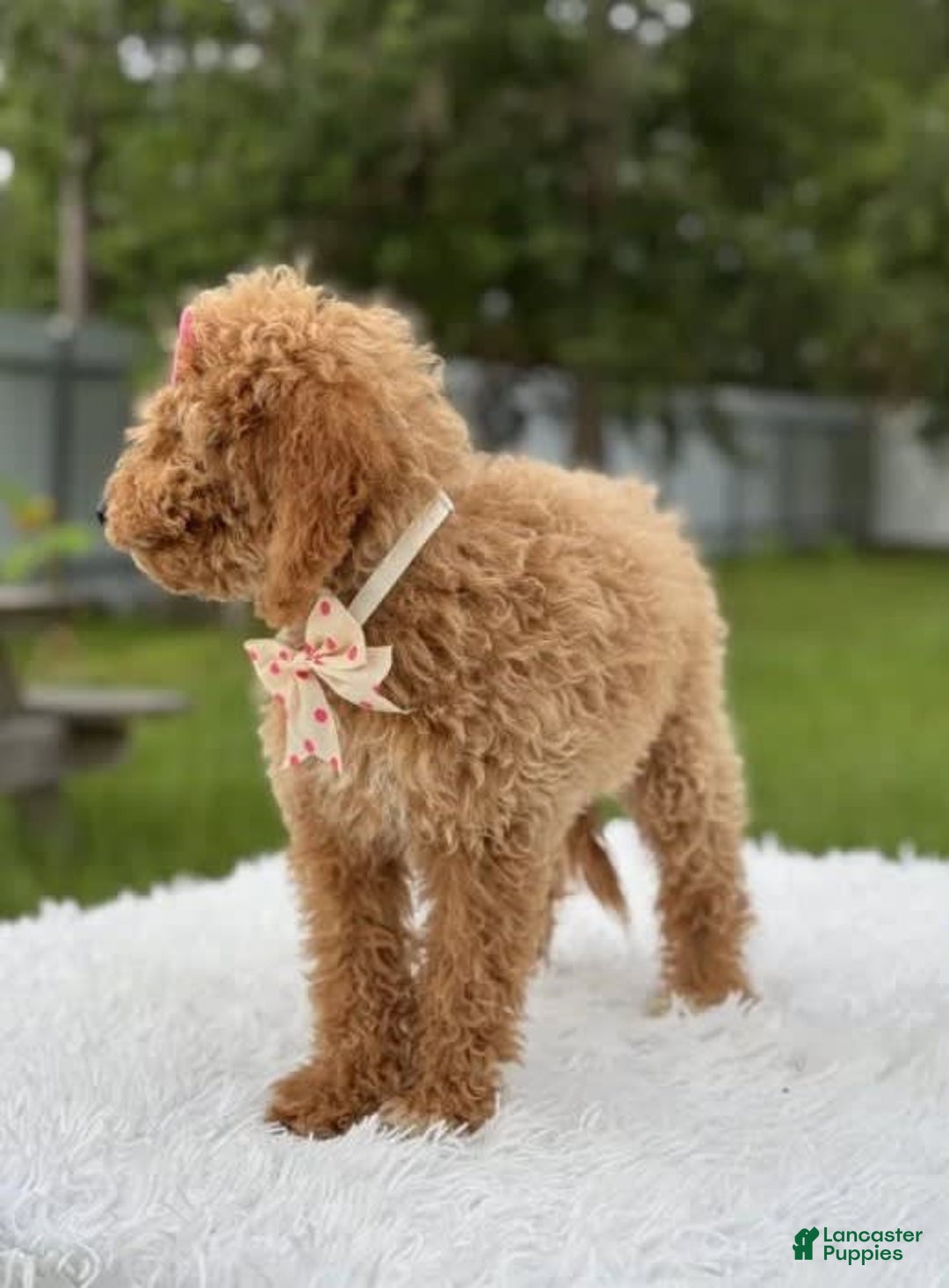 Mini Goldendoodle dogs for sale: Alani - Image 5