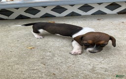 Miniature Dachshund dogs for sale: Roselyn - Image 1
