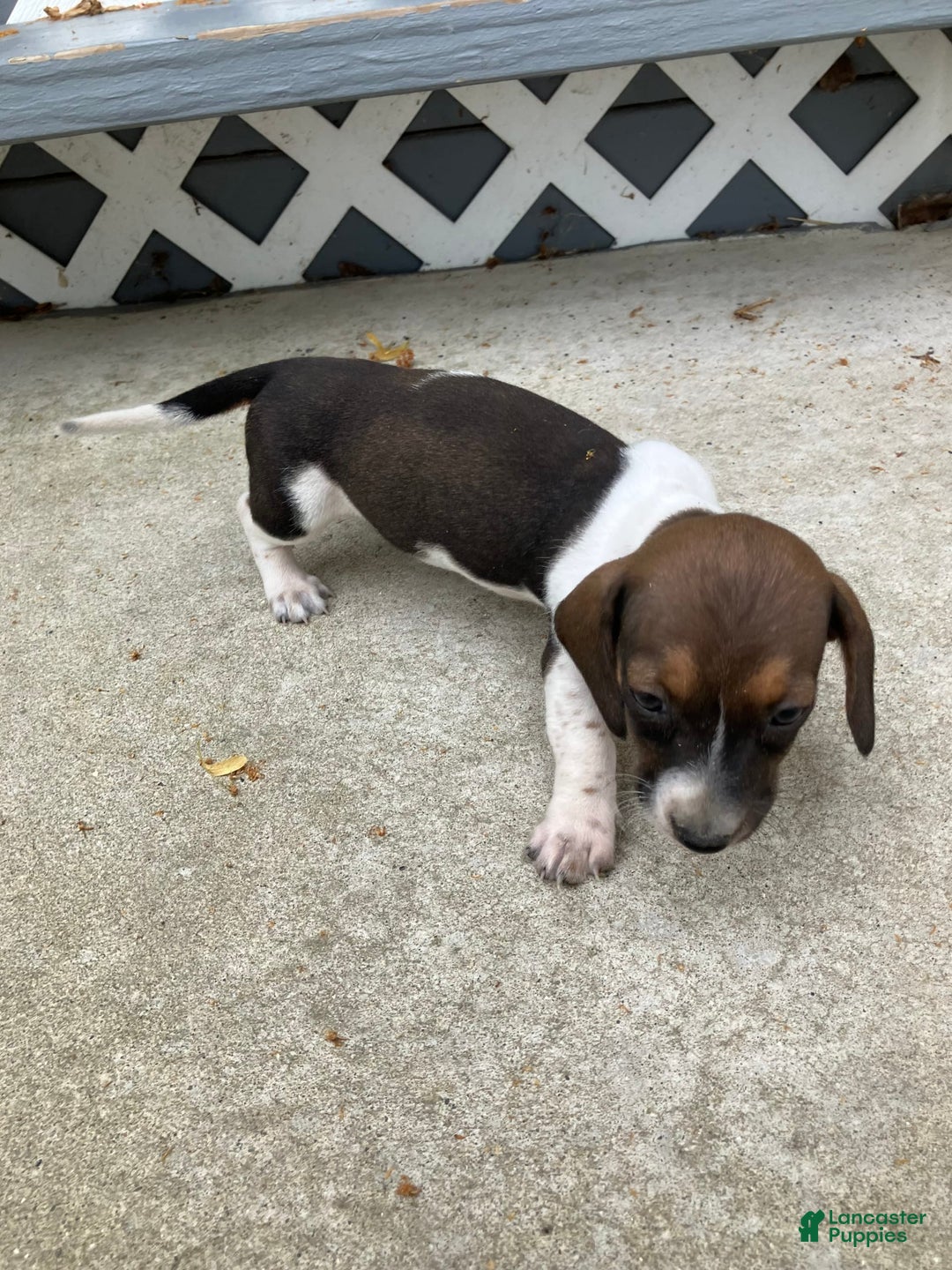 Miniature Dachshund dogs for sale: Roselyn - Image 1