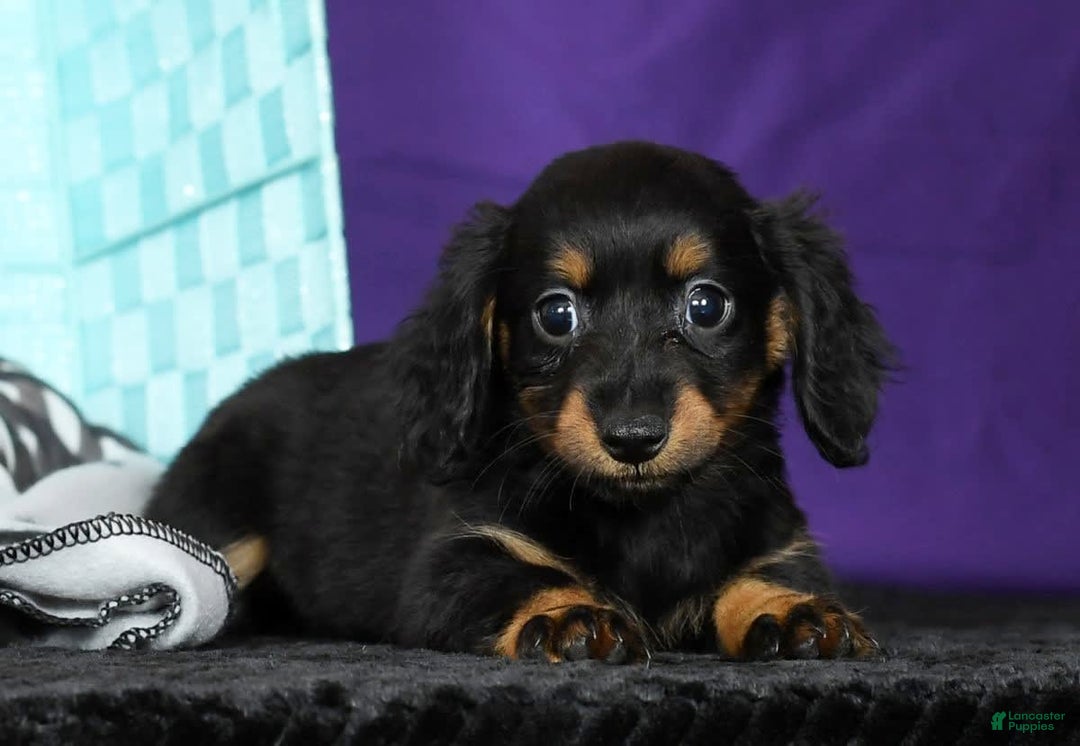 Miniature Dachshund dogs for sale: Daisy - Image 5