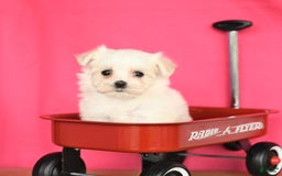 Maltese dogs for sale: Minnie - Image 2