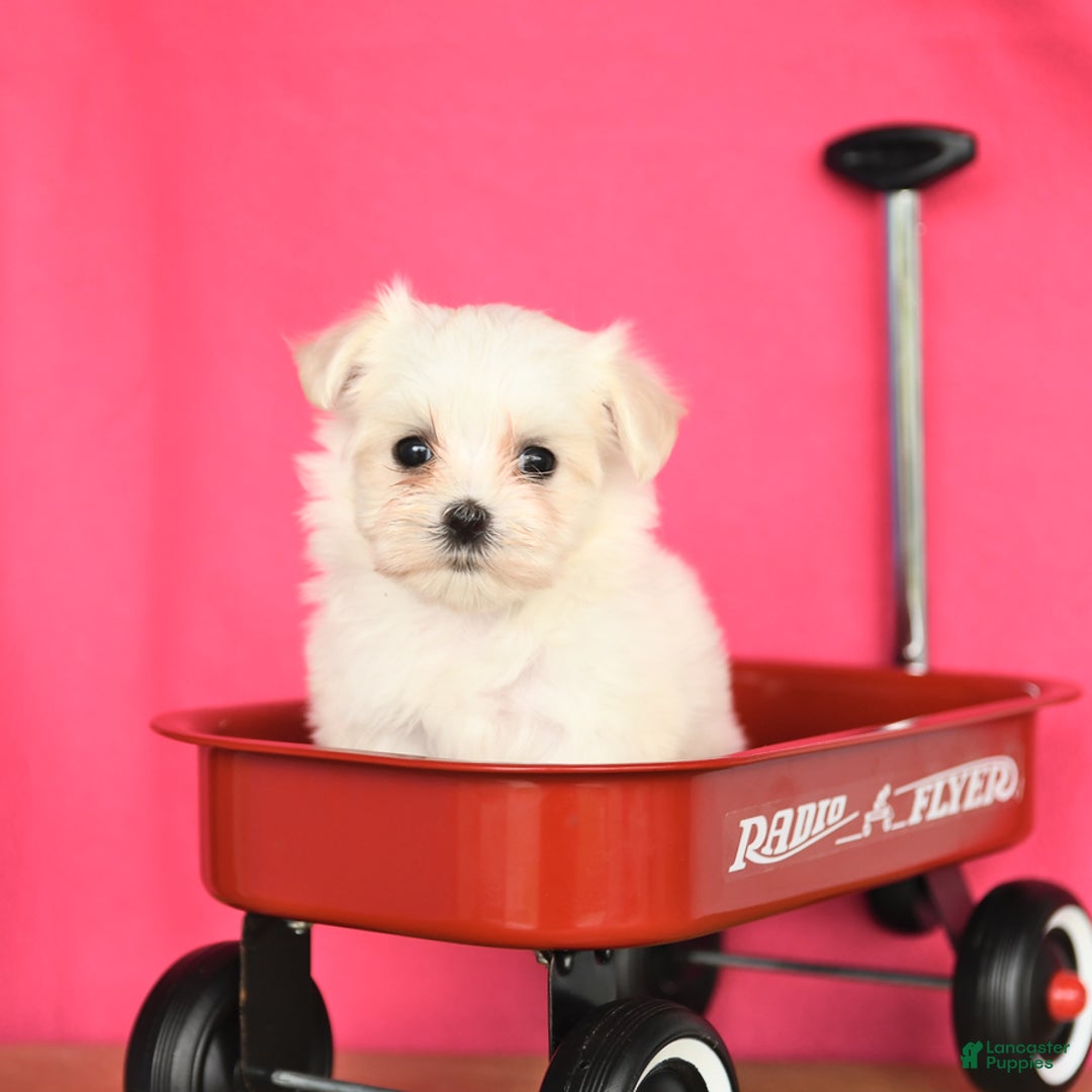 Maltese dogs for sale: Minnie - Image 2
