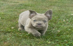 French Bulldog dogs for sale: Rusty - Image 7
