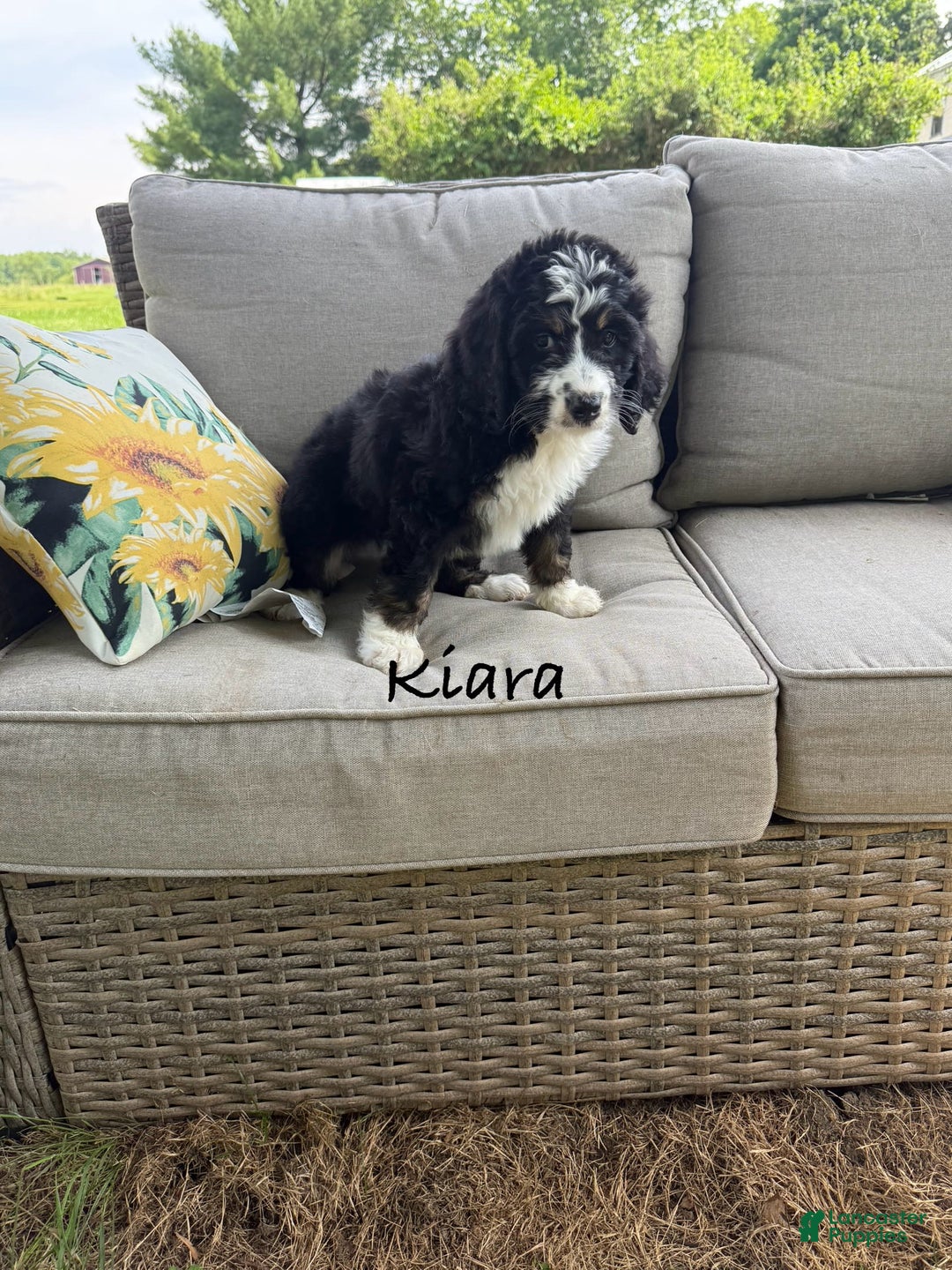 Bernedoodle dogs for sale: Kiara - Image 4