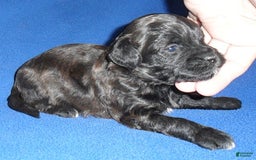 Shihpoo dogs for sale: Toby - Image 6