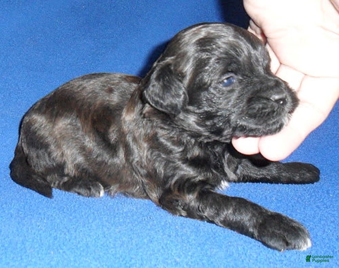 Shihpoo dogs for sale: Toby - Image 6