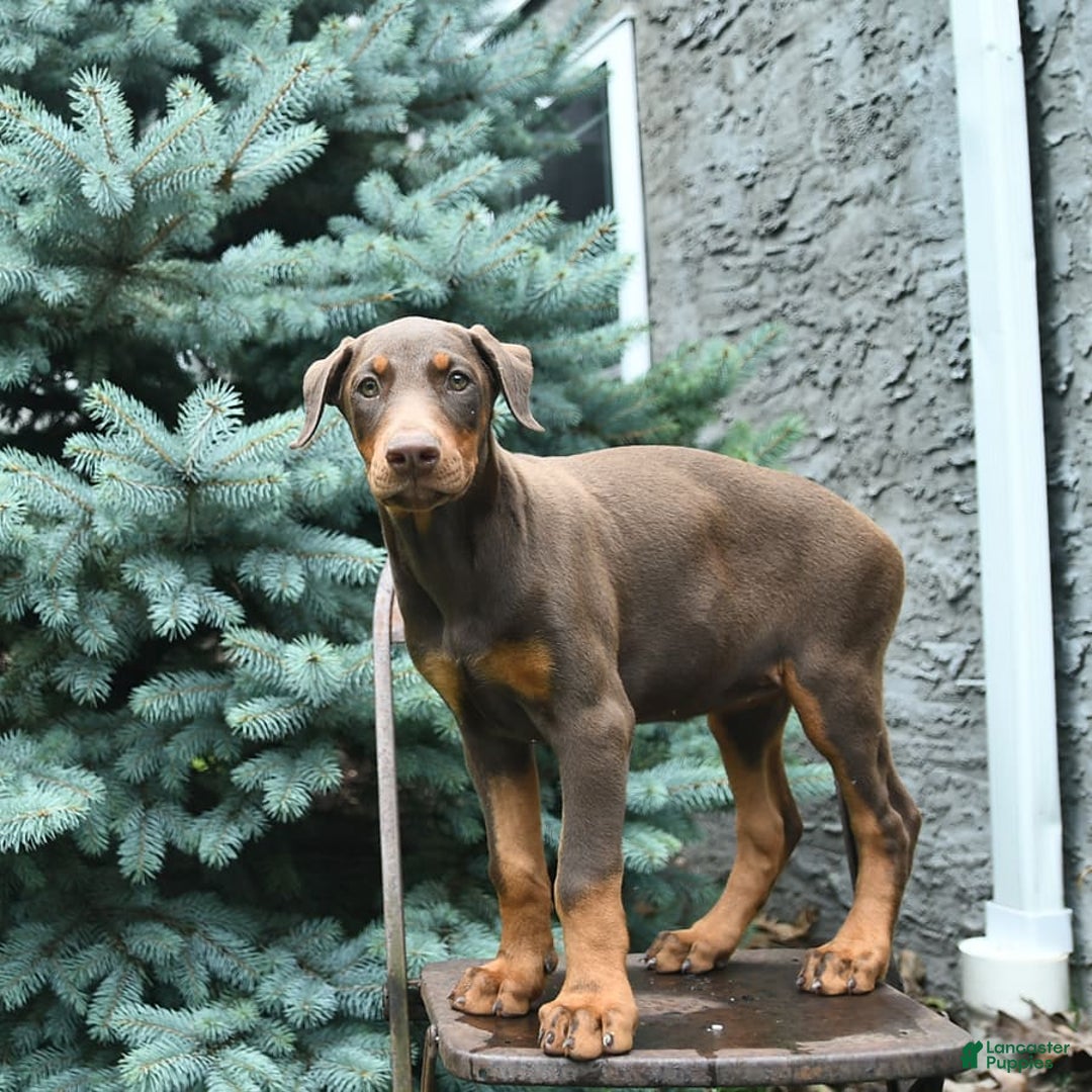 Doberman Pinscher dogs for sale: Petal - Image 8