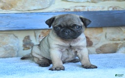Pug dogs for sale: Hazel - Image 2