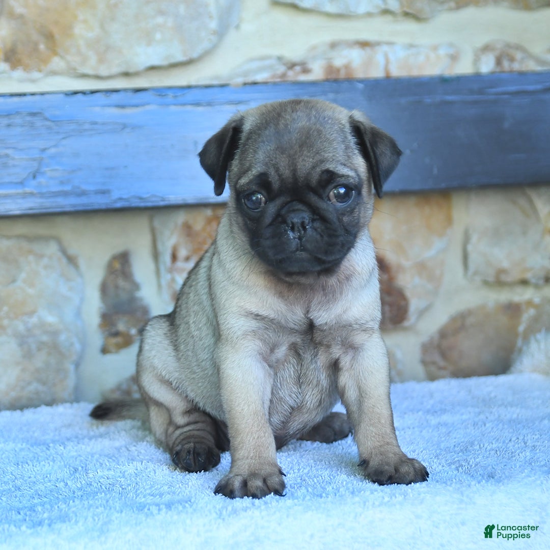 Pug dogs for sale: Hazel - Image 2
