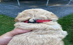 Labradoodle dogs for sale: Douglas - Image 1