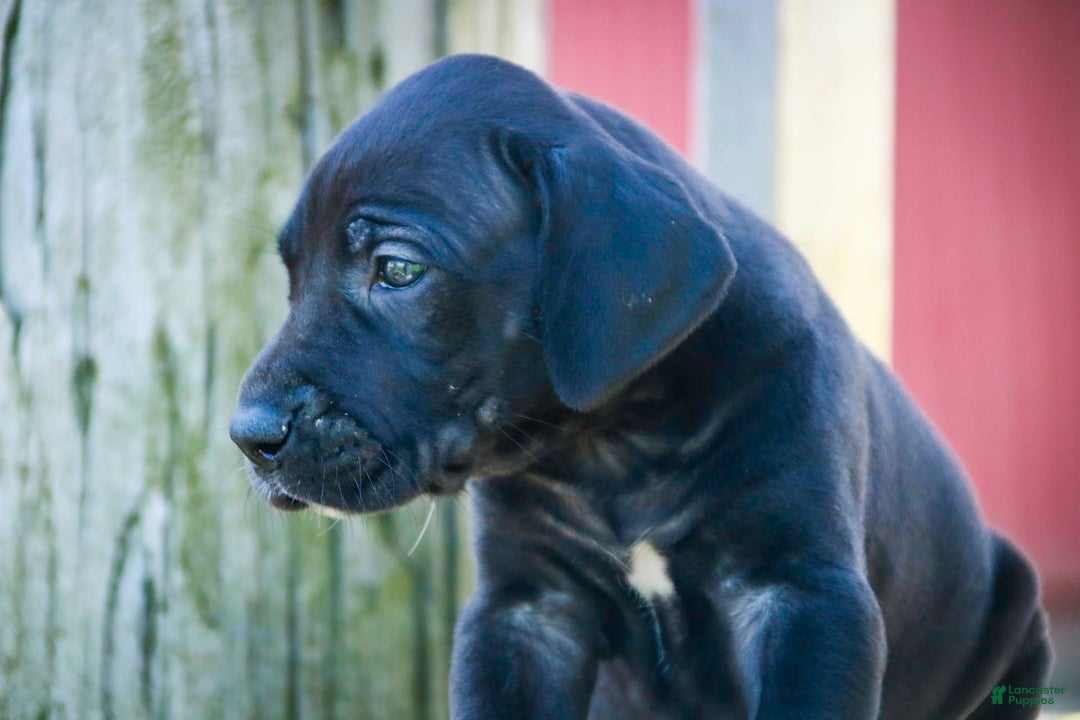 Great Dane dogs for sale: Selene - Image 27