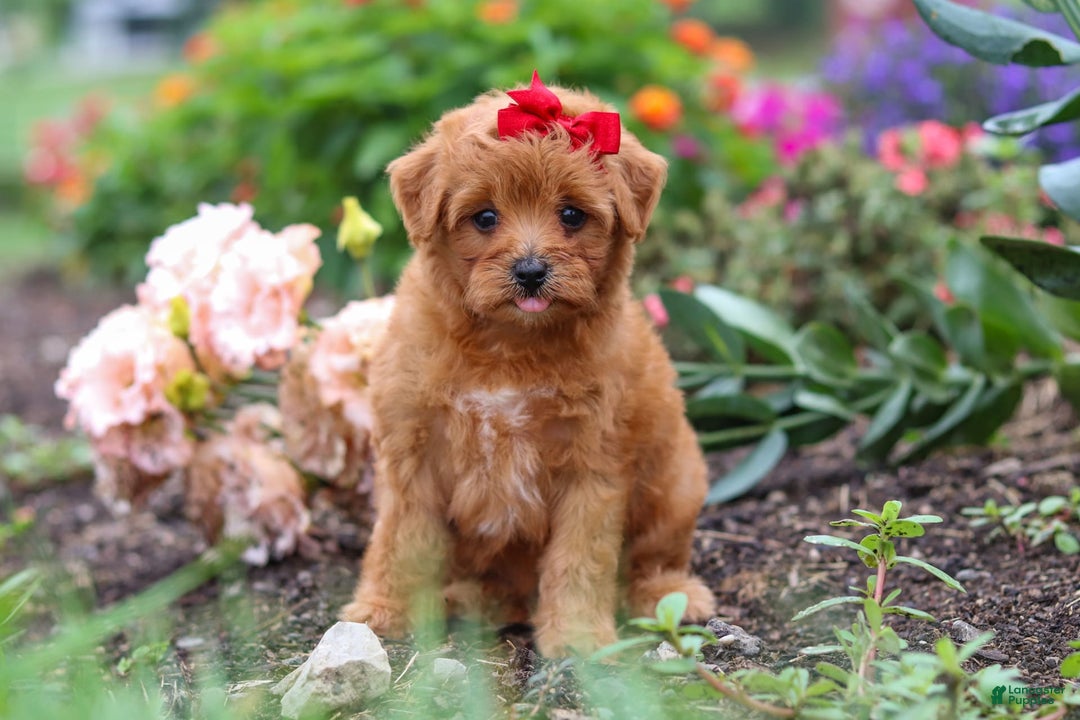 Maltipoo dogs for sale: Sophie - Image 5